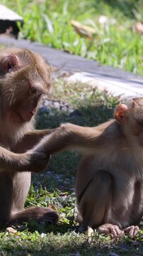 Mother Macaque Carefully Grooms Young on Sunlit Grass