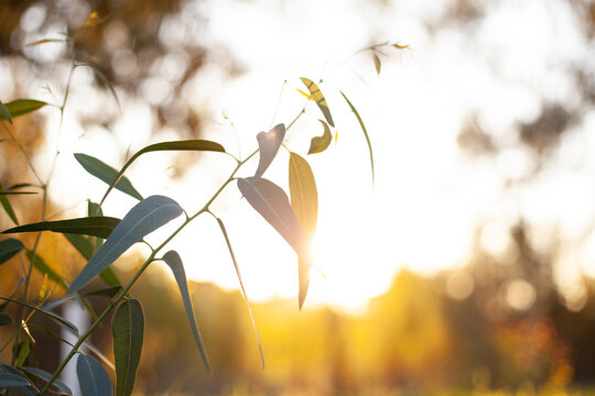 Beautiful bushes silhouetted by sunset