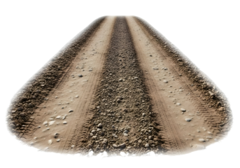 Top view of a sand dollar shell isolated on transparent background