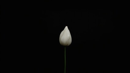 A solitary, pristine white tulip bud stands tall against a stark black background, showcasing its delicate form in a simple, elegant composition.