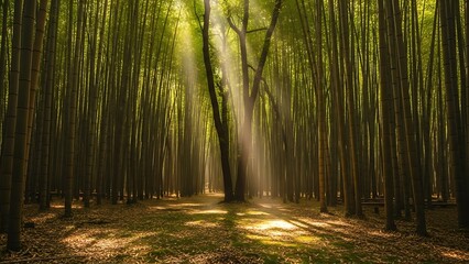 Obraz premium Sunlight Piercing Through Bamboo Forest Canopy, Creating Ethereal Light Rays.