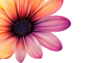 Daisy flower petals gradient orange purple isolated on a transparent background