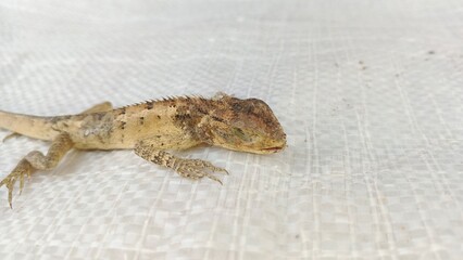 Brown Lizard on White Background 