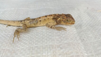 Brown Lizard on White Background – Close-Up Reptile Photography