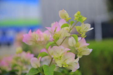 Blooming azaleas, pink in color