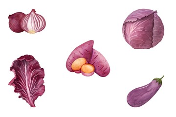 Watercolor of purple vegetables set on white background. Watercolor of onion, lettuce, cabbage, sweet potato, eggplant isolated. Sketch of vegetables