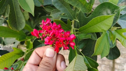 Hand Holding Cluster of Bright Red Flowers Against Lush Green Leaves