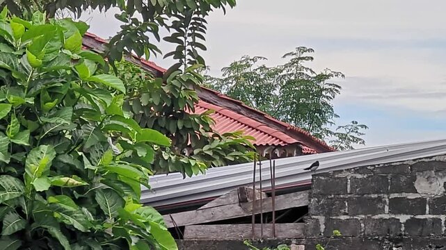 Footage of a Papuan Willie Wagtail (Rhipidura atra) perching and chirping on a roof in a residential area. Native Papuan bird showing natural behavior in an urban village setting.