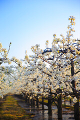 Blooming pear flower, very beautiful