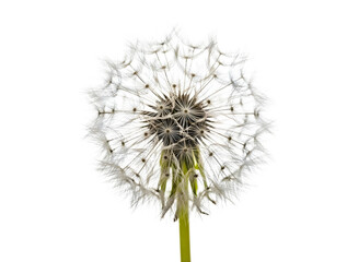 Close up of a dandelion seed head isolated on transparent background