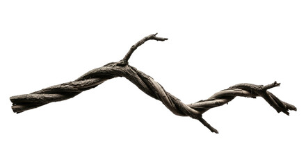 Twisted Dry Tree Branch on White Background.
