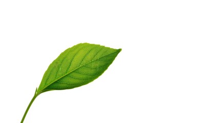 Obraz premium A single, vibrant green leaf exhibits intricate vein patterns, set against a pristine, bright white backdrop.