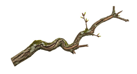 Twisted Tree Branch with Small New Growth.