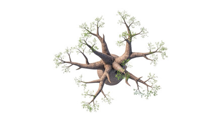 Unique Tree Root Structure with Branches and Twisted Trunk.