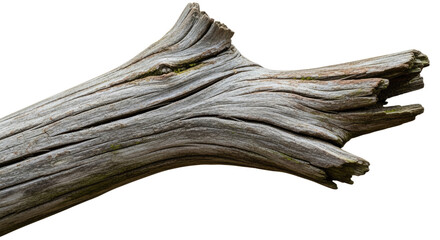 Weathered Driftwood Piece with Textural Details.