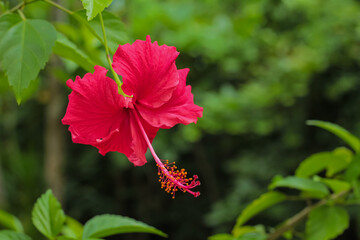 Macro shot of a single vibrant red Hibiscus flower blooming in the tropical garden.
