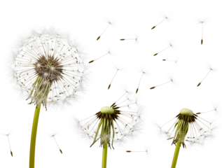 Dandelion seeds blowing in the wind isolated on transparent background
