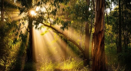 Golden sunlight streams through a lush forest canopy, illuminating the woodland floor with warm, golden rays.
