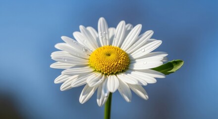 Fototapeta premium A single daisy flower with water droplets on its petals against a clear blue sky.