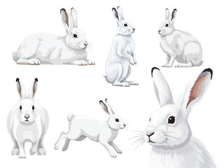 Arctic Hare Lepus Arcticus With Natural White Winter Fur Isolated On White Background Vector Illustration