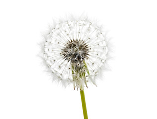 Close up of a dandelion seed head isolated on transparent background