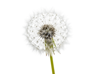 Close up of a dandelion seed head isolated on transparent background