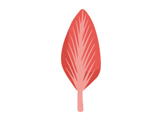 Bipennate Muscle Cells
