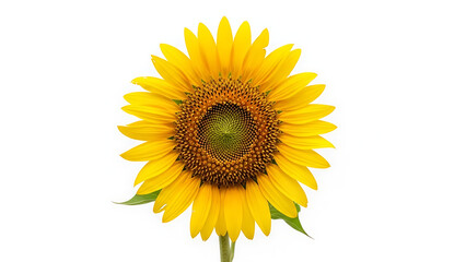 Fototapeta premium Bright Yellow Sunflower with Green Stem and Leaves Against a White Background