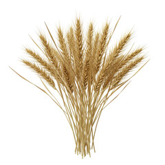 Fototapeta premium A cluster of golden wheat ears against a blank background isolated on white background