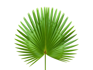 Vibrant green palm frond isolated on transparent background