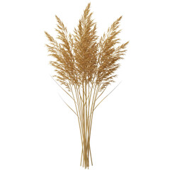 Fototapeta premium Golden pampas grass bouquet, dried floral arrangement, autumnal hues, elegant design isolated on white background