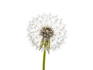 Close up of a dandelion seed head isolated on transparent background
