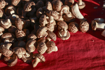 Fresh raw shiitake mushroom vegetable on vibrant red background. Healthy food ingredient, natural fungus delicacy, creates rustic culinary scene for cooking