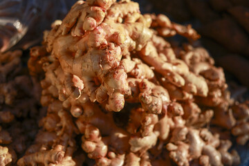 Fresh aromatic ginger root in large pile at an outdoor market. raw, organic vegetable ingredient, popular spice, shows its natural, healthy, knobby texture