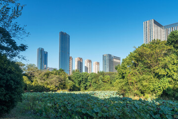 Fototapeta premium city park with modern building background in shanghai