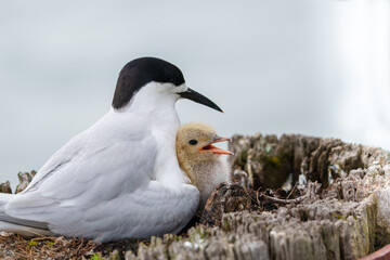 Adult white-fronted tern or strena striata on edge nest on pole top with baby bird or chick
