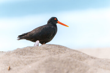 Striking black and orange variable oyster-catcher or Haematopus unicolor on Main Beach at Mount Maunganui.