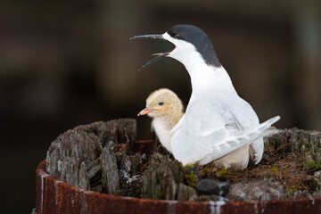 Adult white-fronted tern or strena striata on edge nest on pole top with baby bird or chick
