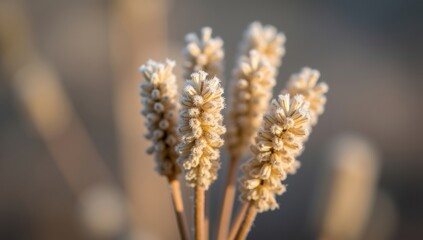 Close up of dried wheat stalks in soft natural light