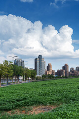 Fototapeta premium flower field in park at city center and modern city