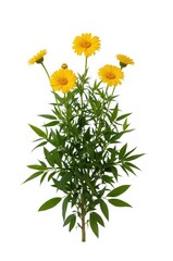 Vibrant yellow flowers with lush green foliage are presented against a clean white background, emphasizing the natural beauty of the blossoms and leaves.