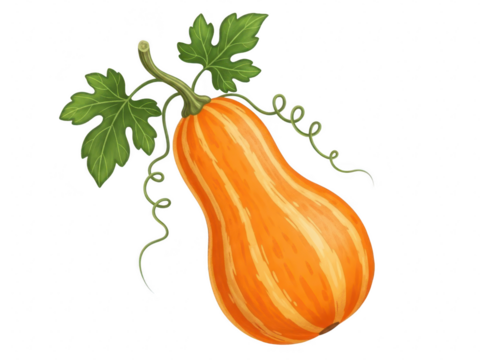 Watercolor illustration of a ripe butternut squash with green leaves and tendrils, isolated on transparent background