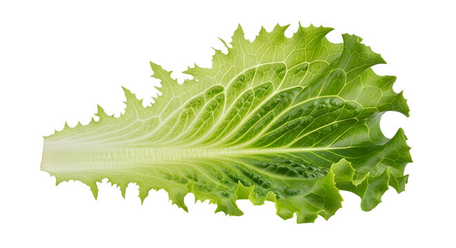 Fresh green frisee lettuce leaf isolated on transparent background for food design