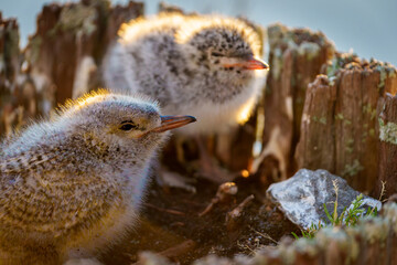Sibling baby white-fronted tern or sterna striata in pole top next alone