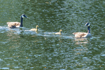 Two gosling lead and followed by adult CAnada geese or branta canadensis across a lake