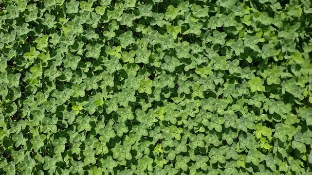 Close Up of Lush Green Clover Growing Outdoors