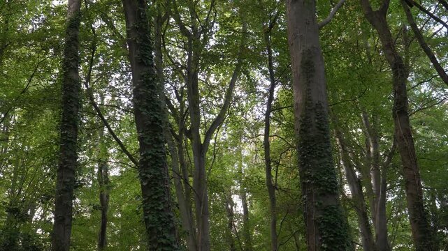Close up view of some tree trunks with some ivies attache to them and tree tops with some sun rays crossing the tree to illuminate. 4K, 30 fps. steady camera.