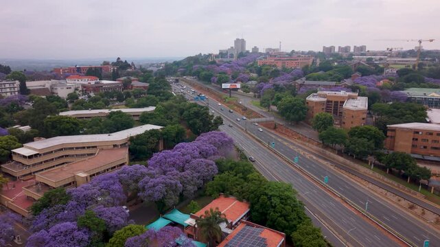 Morning highway in Johannesburg with office blocks and Jacaranda trees