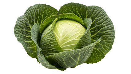 Obraz premium Fresh green cabbage head close up isolated on transparent background