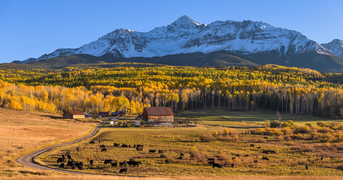 Sunset Mountain Ranch - A panoramic Autumn sunset view of a mountain ranch, surrounded by dense golden aspen forest, at base of Wilson Peak. Telluride, Colorado, USA.